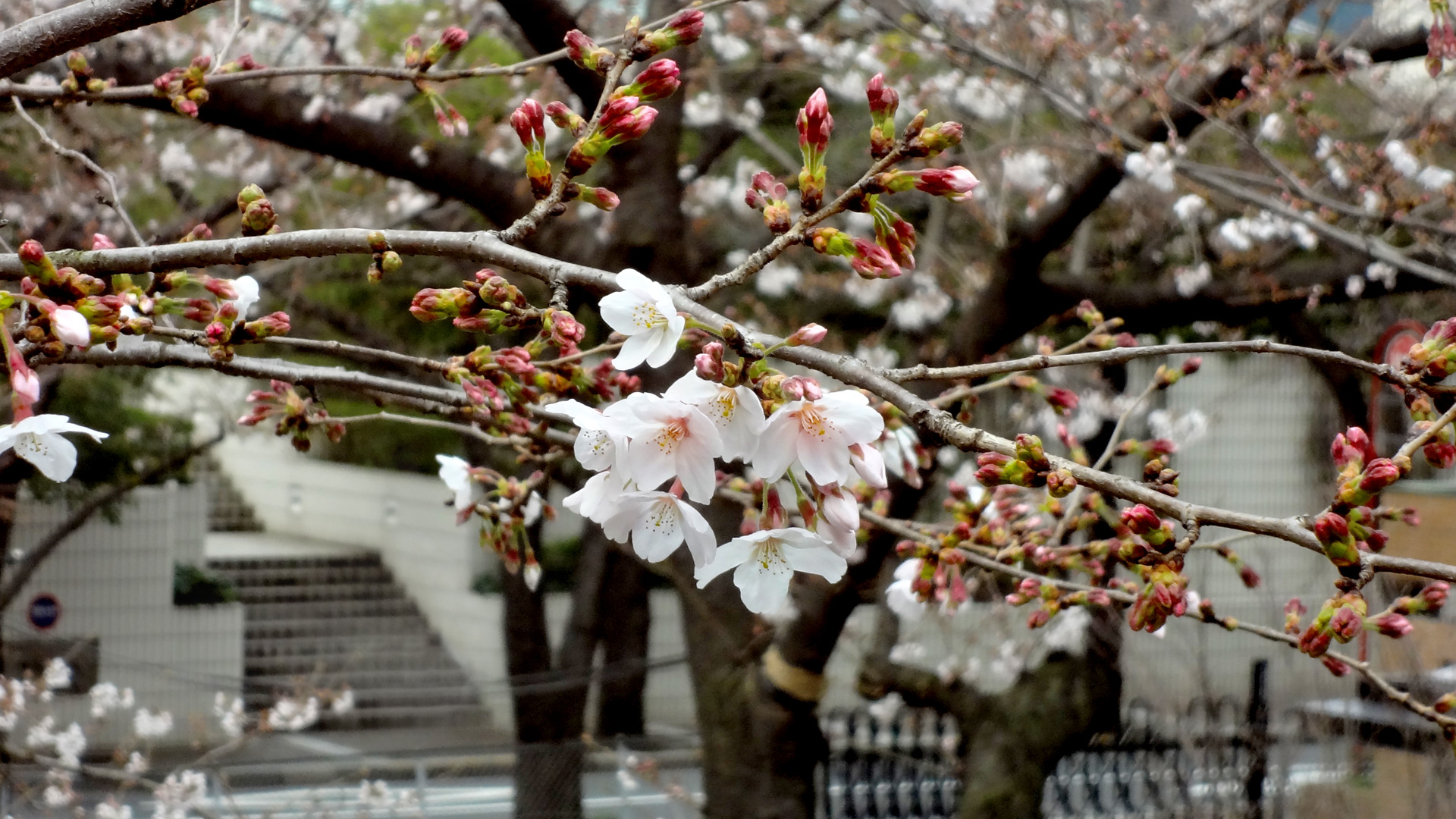 Cherry blossom